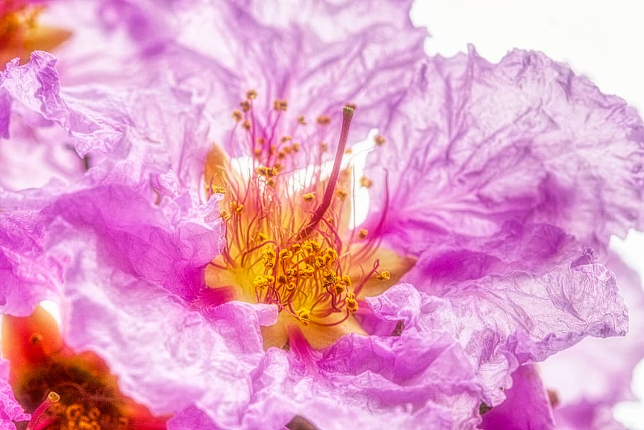 purple petaled flower, flowering plant, close-up, beauty in nature HD wallpaper