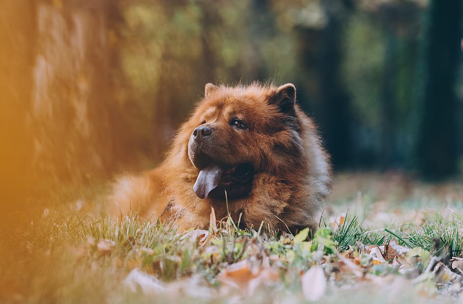 brown chowchow lying on ground, animal, animal themes, mammal HD wallpaper