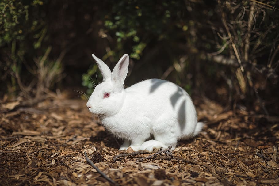 white rabbit on ground, animal, animal themes, one animal, mammal HD wallpaper