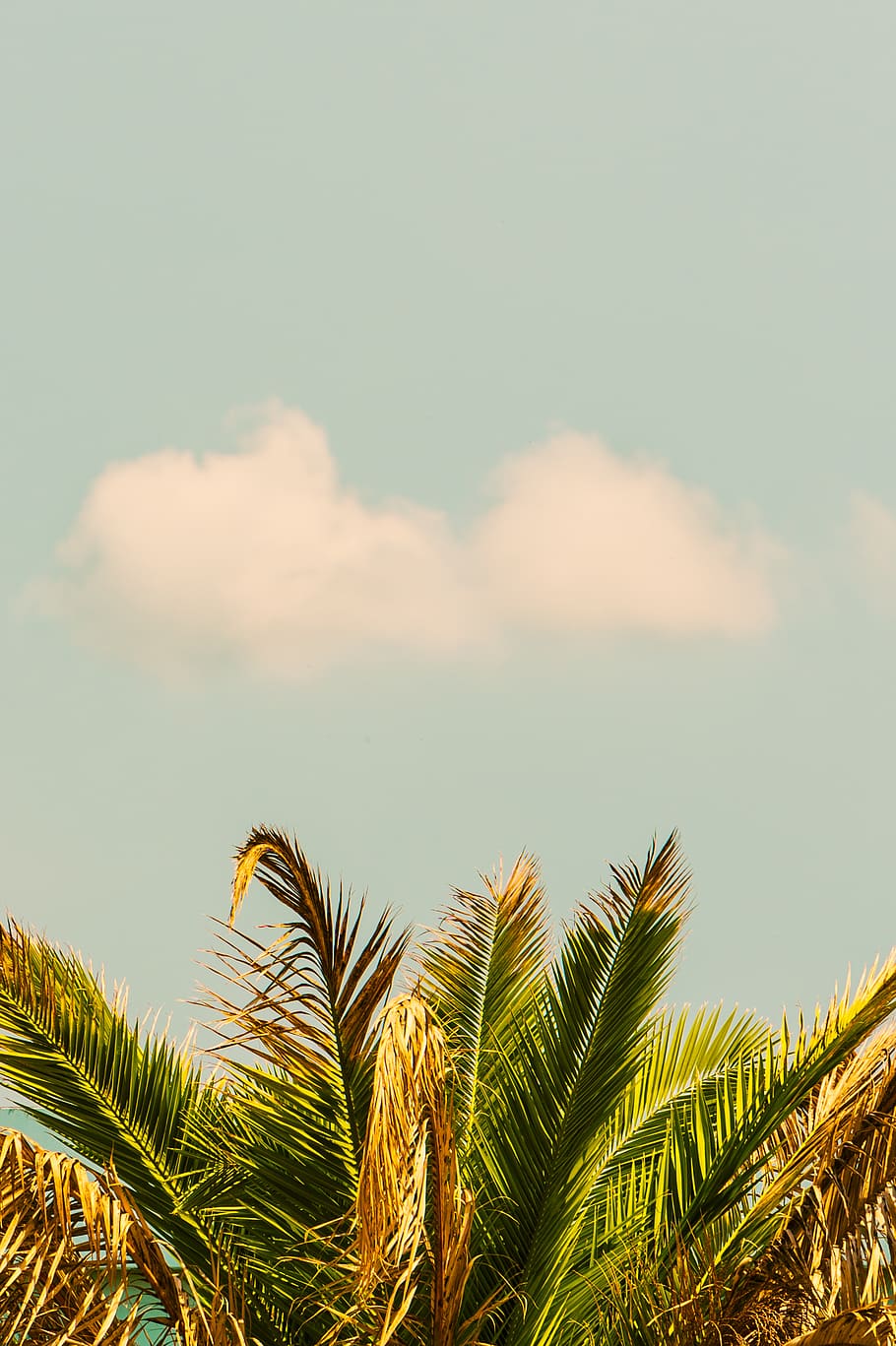 green coconut tree during daytime, plant, abies, fir, conifer HD wallpaper
