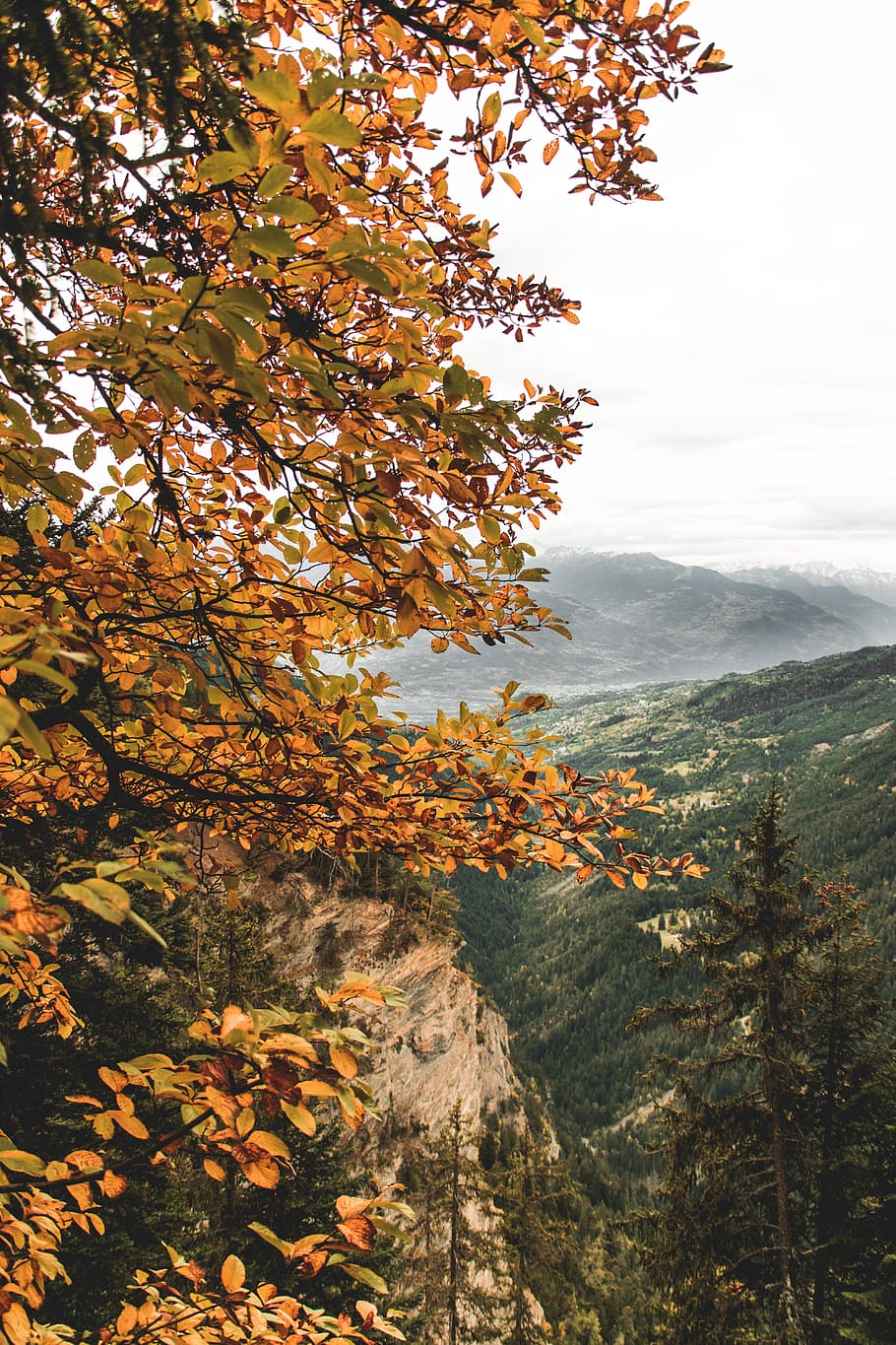 switzerland, crans-montana, tree, plant, autumn, beauty in nature, HD wallpaper