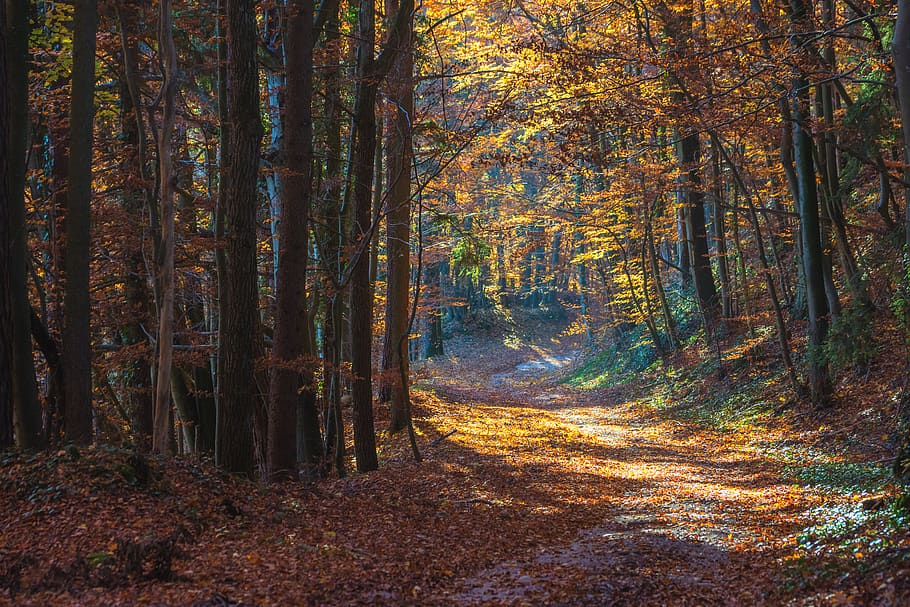 trees, fall, turning leaves, light, sun, forest, land, plant HD wallpaper