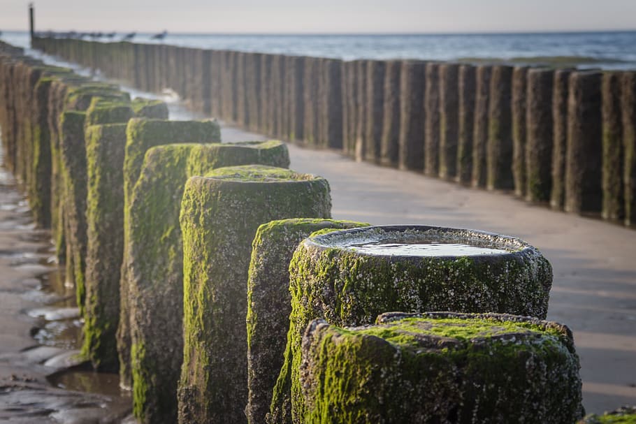 stack, höft, groynes, coast, wood pile, sand, kribbe, water HD wallpaper