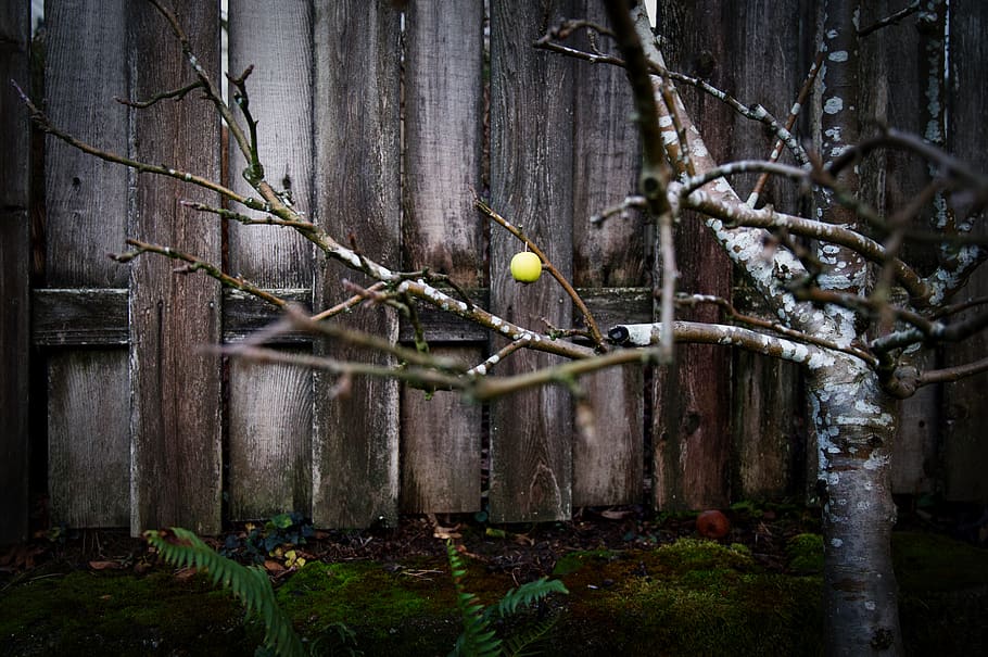 white and brown tree, plant, food, fruit, produce, animal, bird HD wallpaper