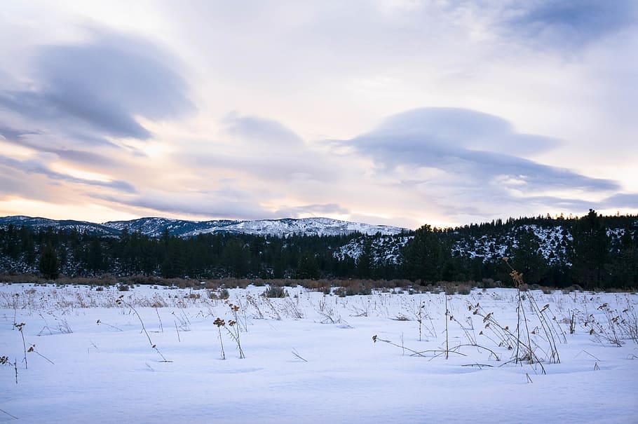 trees, forest, snow, winter, clouds, mountain, mountain range HD wallpaper