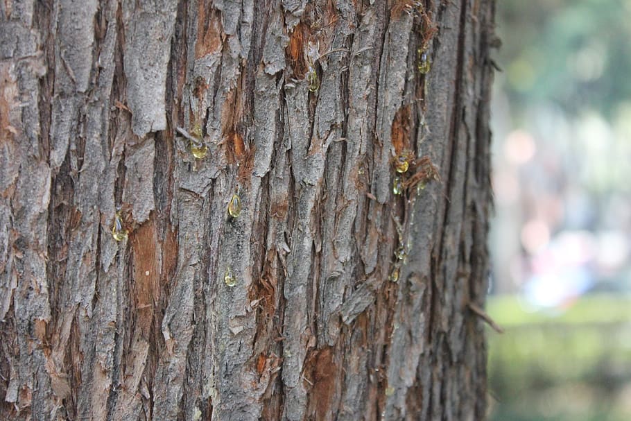 tree, nature, trees, landscape, only, textured, tree trunk HD wallpaper