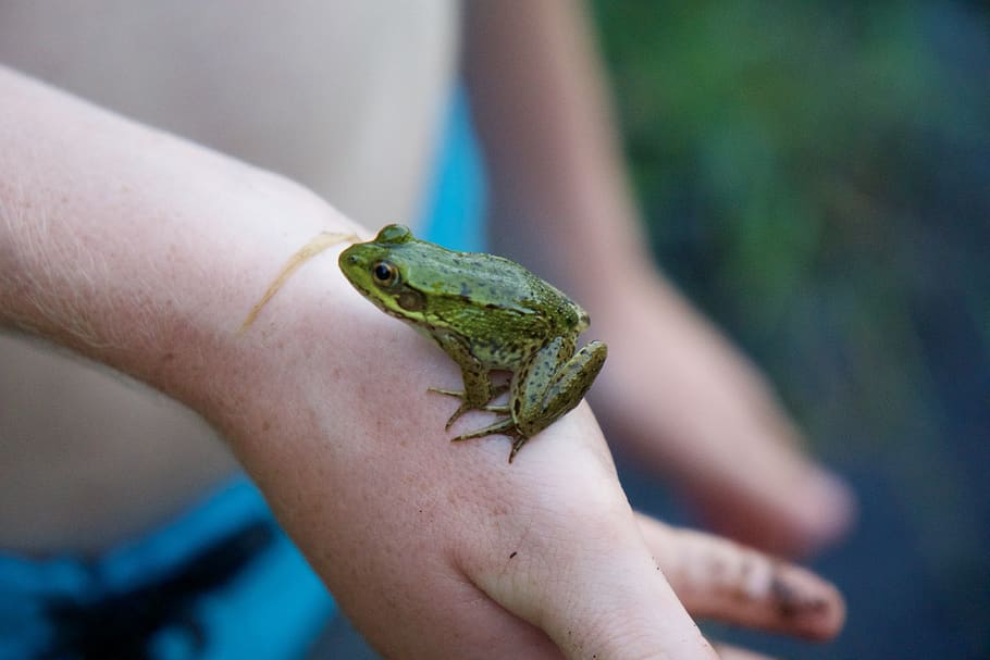 frog, macro, human hand, human body part, one animal, one person HD wallpaper