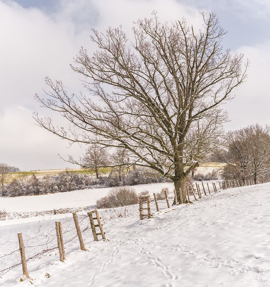 Bare Tree With Ground Covered by Snow, branches, clouds, cold HD wallpaper