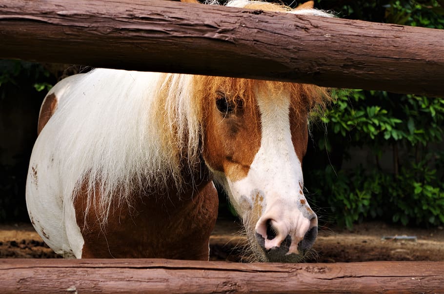 horse, mane, pony, animal, mammal, animal themes, livestock HD wallpaper