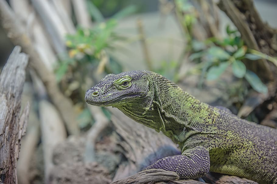 Grey and Green Iguana, animal, close-up, lizard, macro, nature HD wallpaper