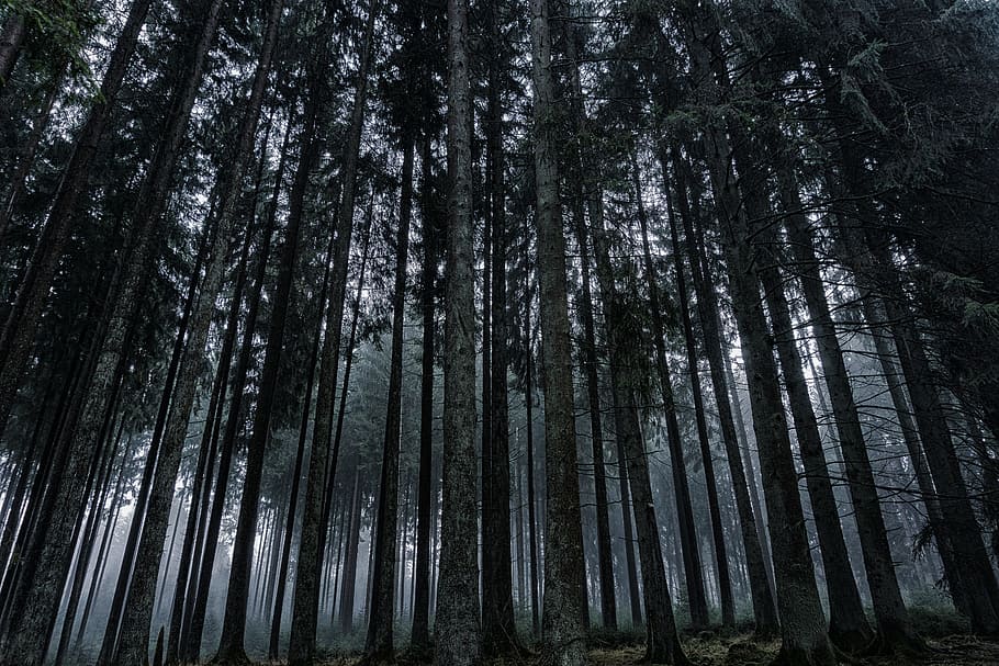 Low Angle View of Trees in Forest Against Sky, backlit, bark HD wallpaper