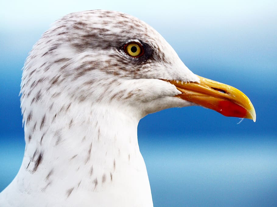 ireland, dingle peninsula, bird, animal, seagull, one animal