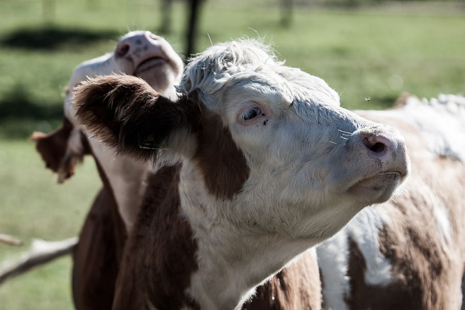 cow, calf, cattle, pasture, farm, animal, agriculture, ruminant HD wallpaper