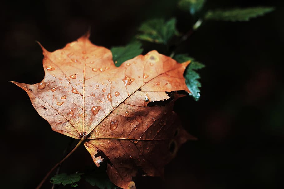 maple leaf, wet, rain, drops, nature, forest, dark, plant part HD wallpaper
