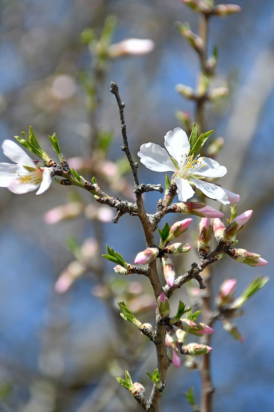 spring, apple flower, bloom, white flower, branch, blooms at HD wallpaper
