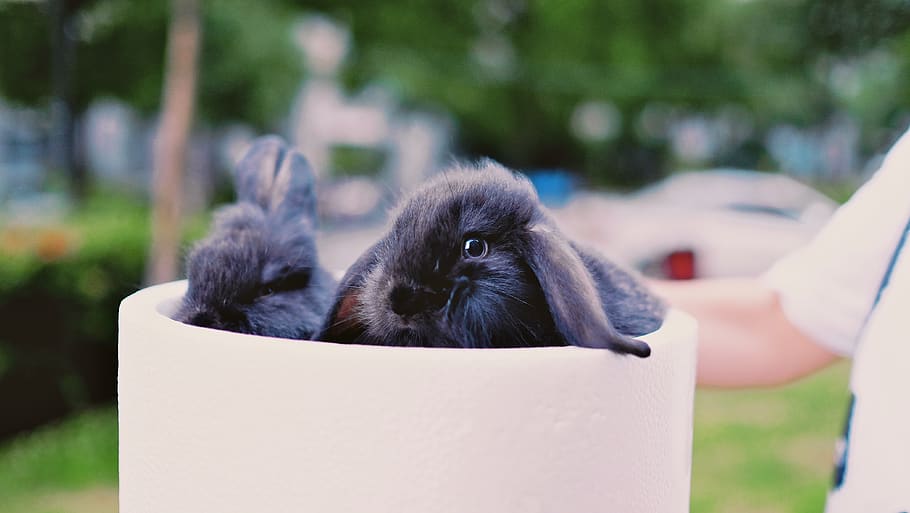 two black rabbits, mammal, primate, one animal, animal wildlife HD wallpaper