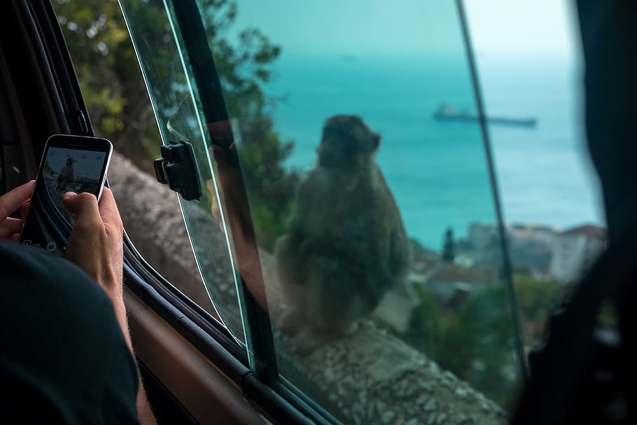 gibraltar, macaque, animals, mountain, photography, smartphone HD wallpaper