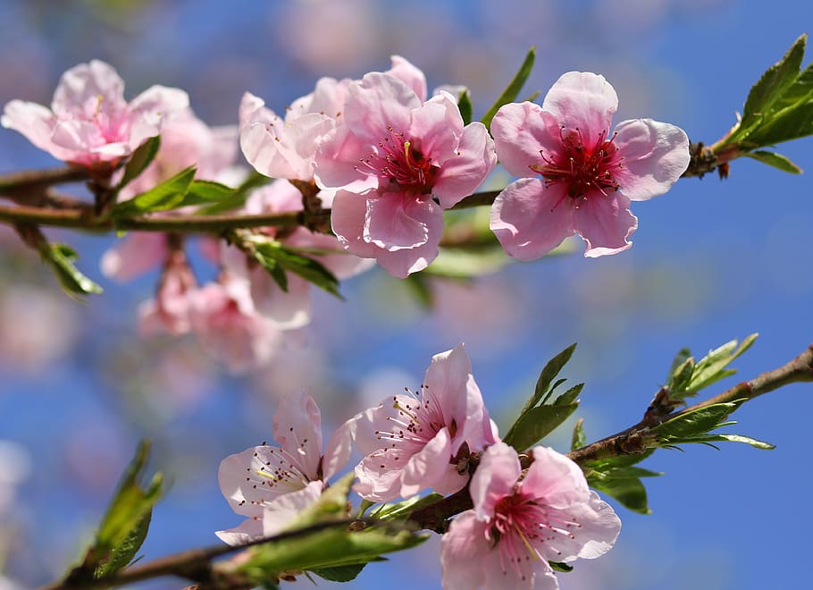 flowers, red, casey, tree, bush, supplies, spring, flora, color HD wallpaper