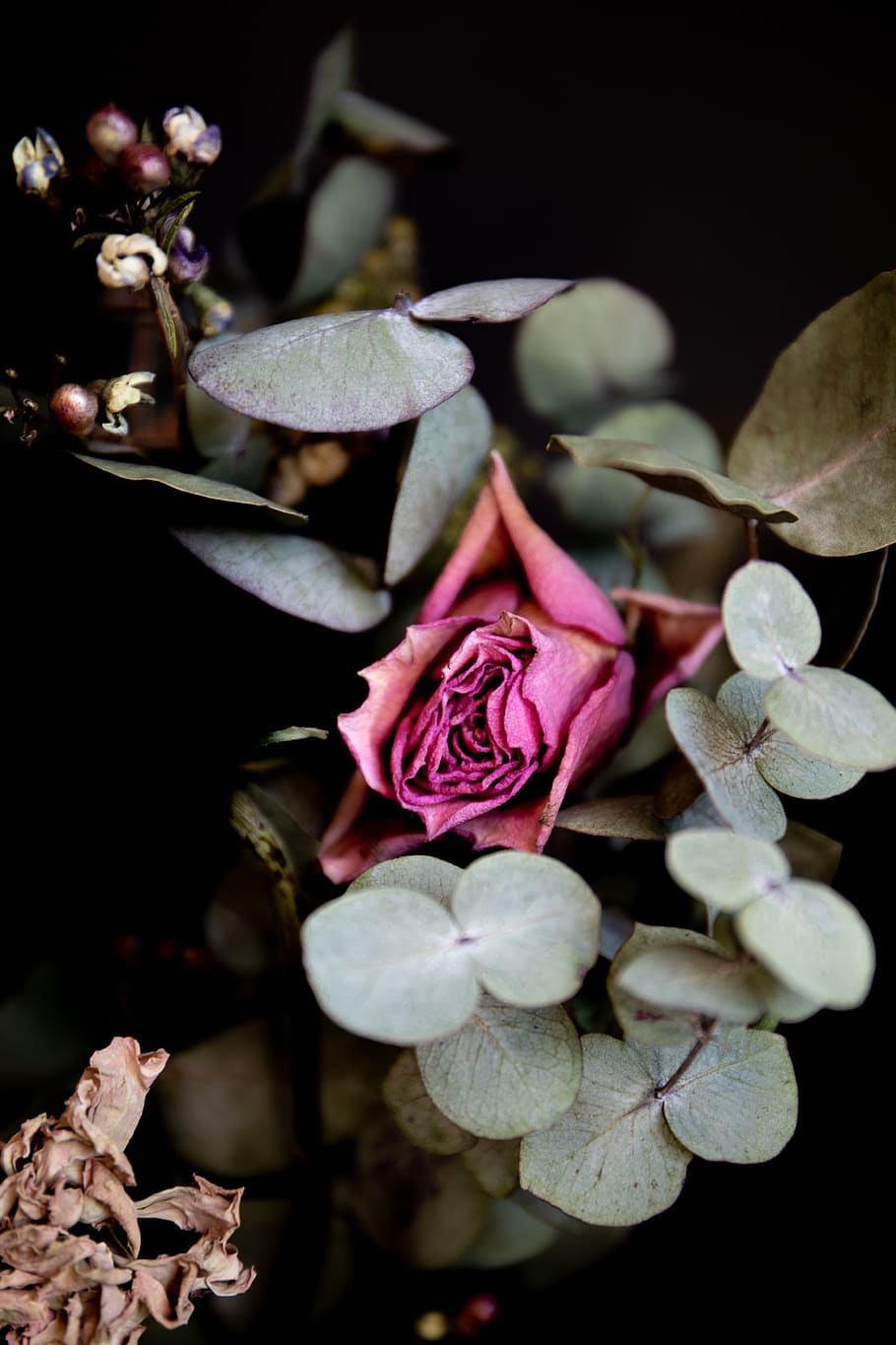 pink rose at bloom, flower, flowering plant, beauty in nature HD wallpaper