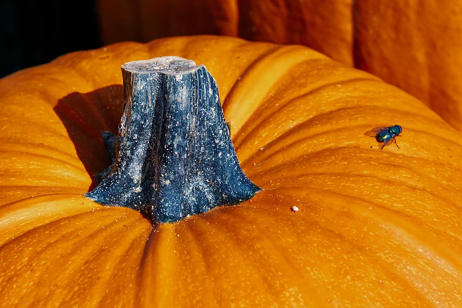 pumpkin, stalk, fruit, orange, yellow, autumn, vegetables, halloween HD wallpaper