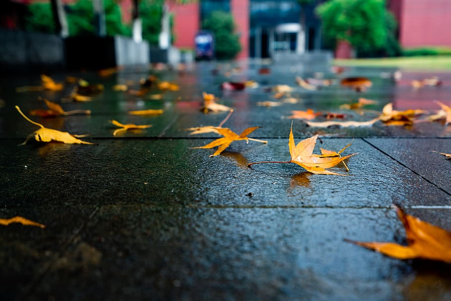 change, plant part, leaf, autumn, nature, falling, day, no people HD wallpaper