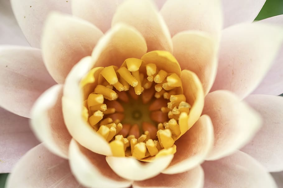 macro, flower, pink, orange, pollen, core, nature, close-up HD wallpaper