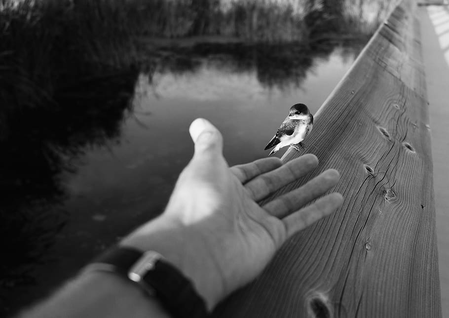 canada, alberta, human hand, human body part, water, one person HD wallpaper