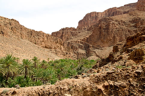 oasis, desert, morocco, nature, fruitful, palm trees, source HD wallpaper