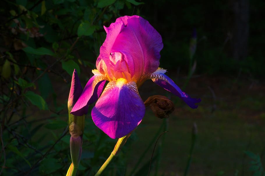 purple ozark iris, flower, bloom, blossom, spring, nature, plant HD wallpaper