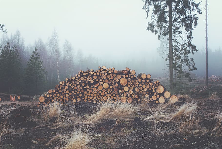 wood, logs, trunks, forest, stack, wood pile, firewood stack HD wallpaper