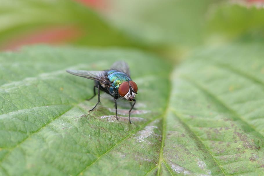 fly, insect, flying, leaf, nature, green, plant, eyes, compound eyes HD wallpaper