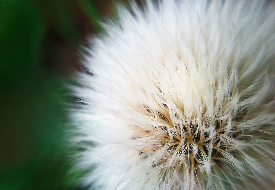 white color, plant, close-up, fragility, vulnerability, no people HD wallpaper