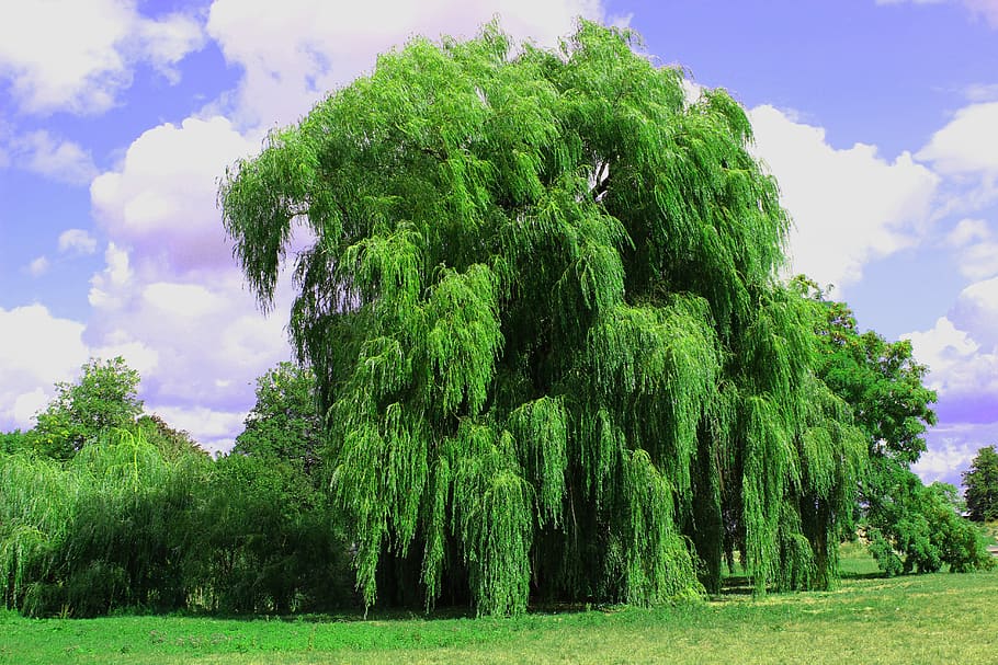 weeping willow, tree, pasture, park, landscape, green, depend