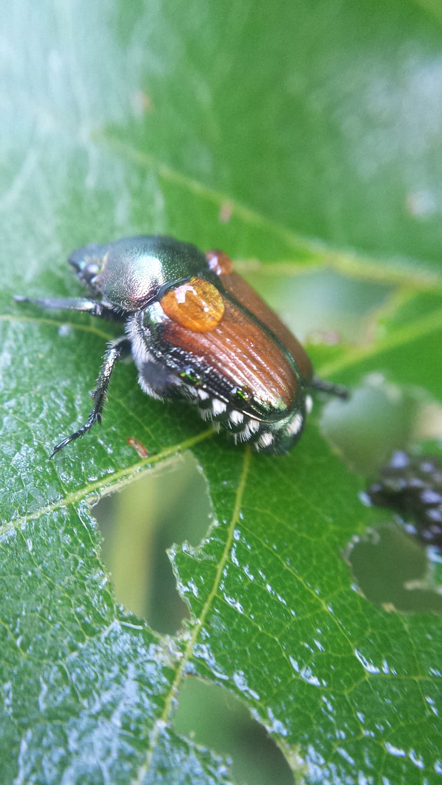 Beetle on grapevine., dew, insect, bug, wet, animal wildlife