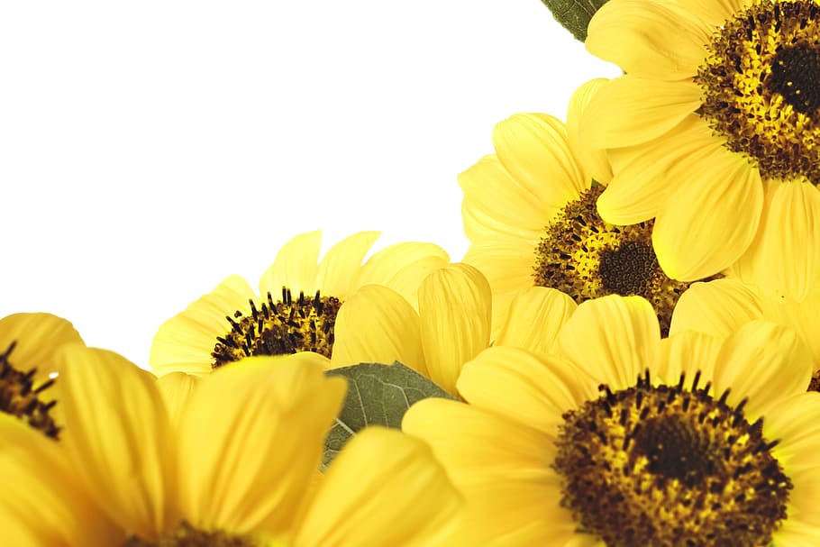 con2011, beautiful, bloom, blossom, bright, closeup, colorful HD wallpaper