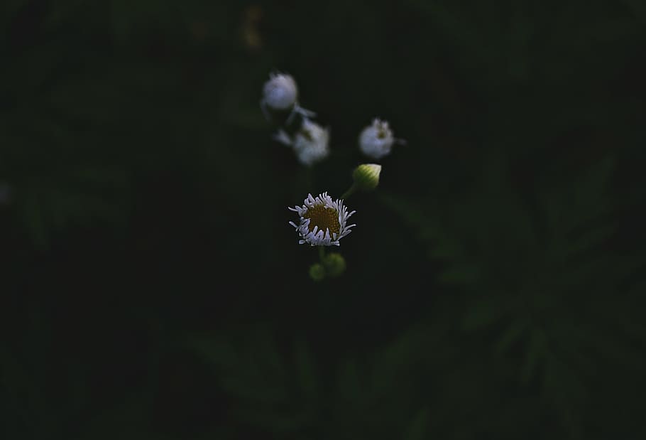 White Petaled Flower in Selective Focus Photography, background HD wallpaper