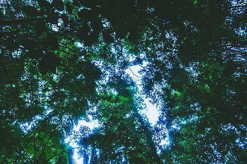 australia, trees, forest, green, treetrunk, leaves, branches HD wallpaper