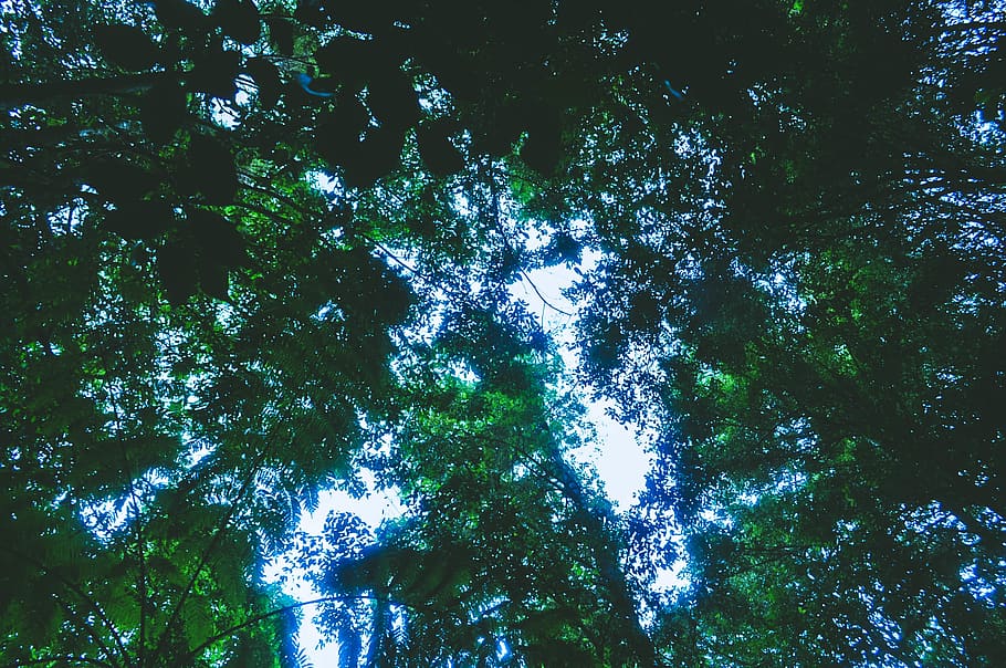 australia, trees, forest, green, treetrunk, leaves, branches HD wallpaper