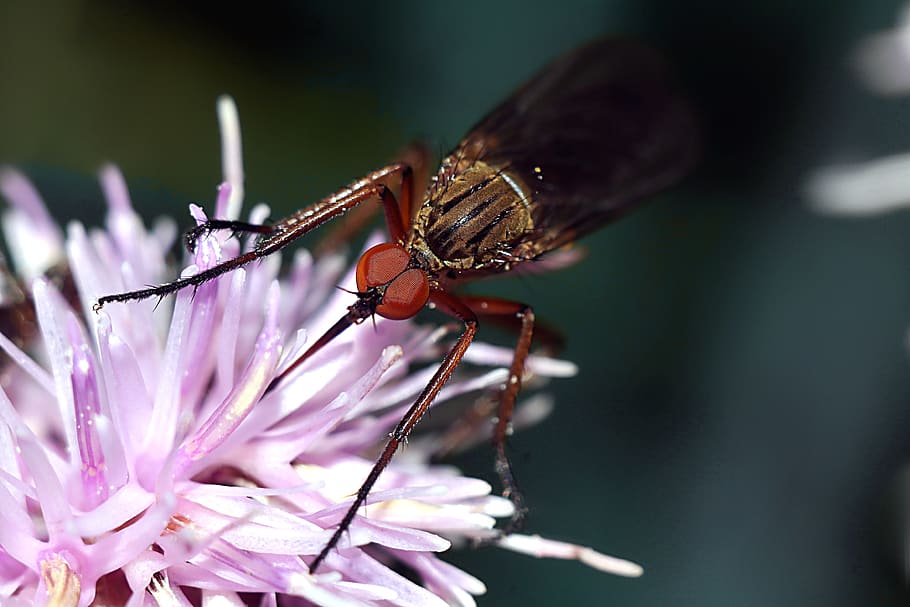 insect, macro, nature, invertebrate, animal themes, animal wildlife HD wallpaper