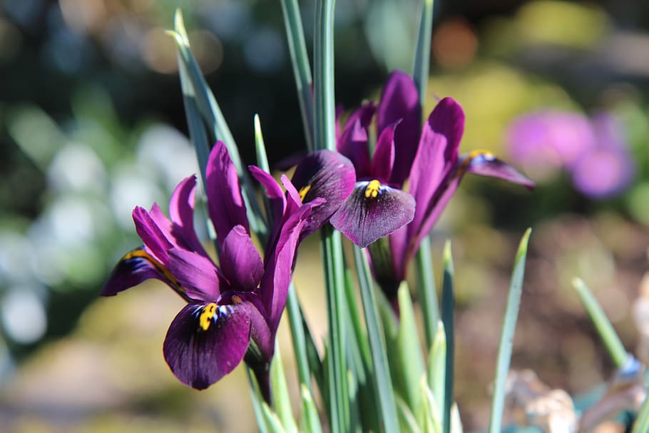 iris, iris purple, flowering, bulb, flowering plant, vulnerability HD wallpaper