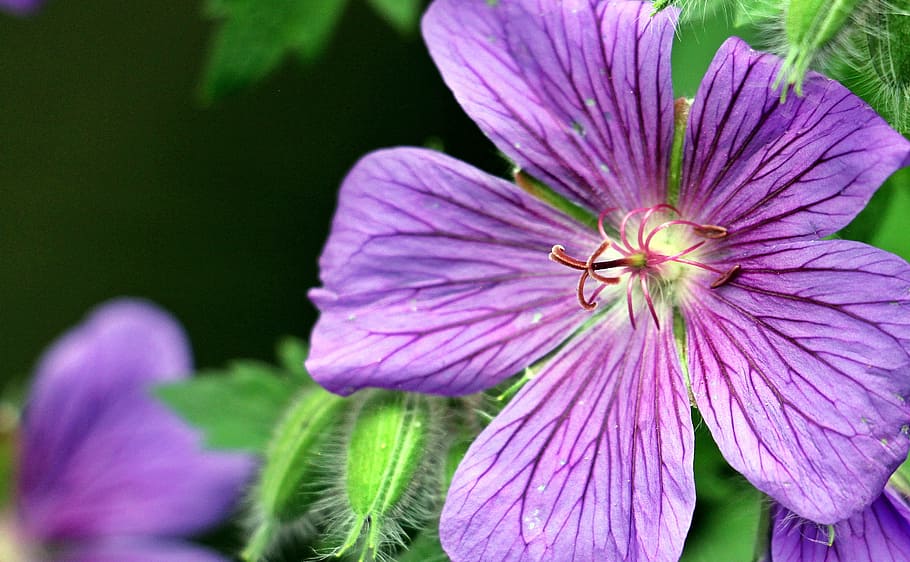 macro, cranesbill, fresh, flower, nature, fragrance, garden HD wallpaper