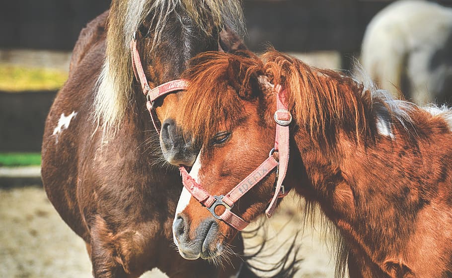 pony, horses, pair, smooch, play, funny, animal, seahorses HD wallpaper