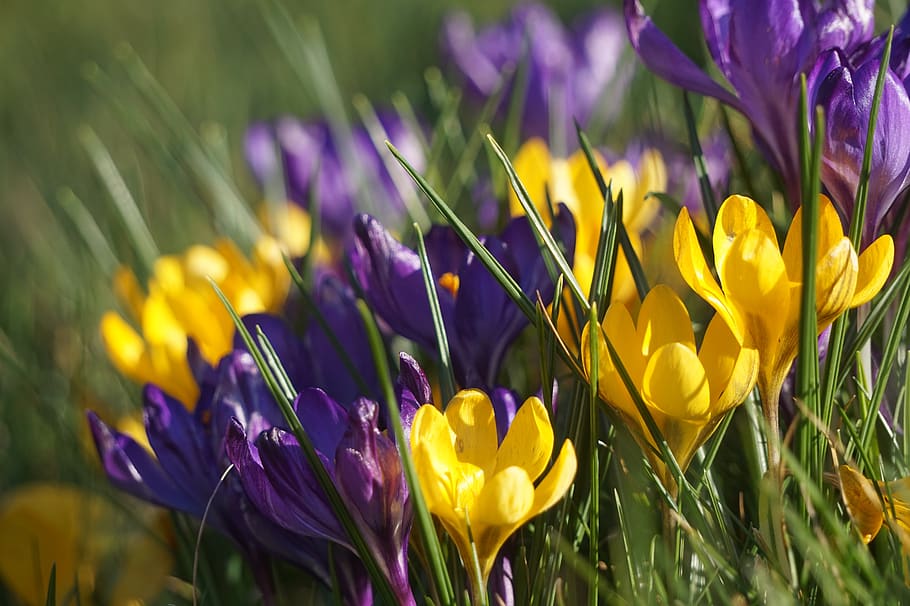crocus, spring, nature, plant, purple, yellow, garden, harbinger of spring HD wallpaper