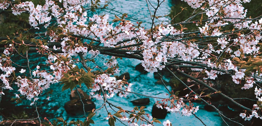 japan, osaka, cherry, stream, sakura, simplicity, flowers, blossom HD wallpaper