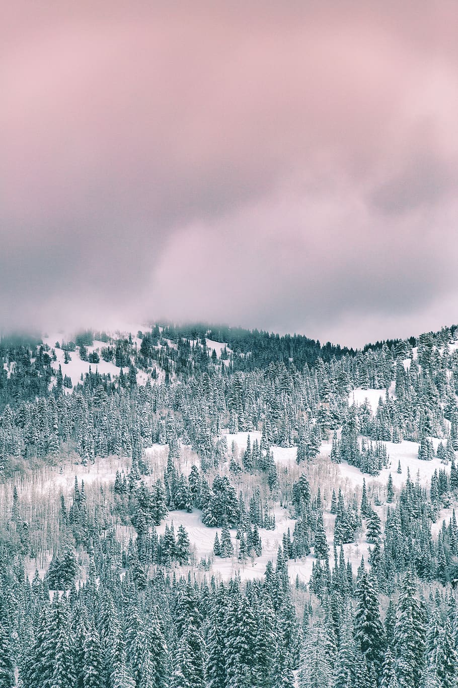 snow, winter, white, cold, weather, ice, trees, plants, nature HD wallpaper