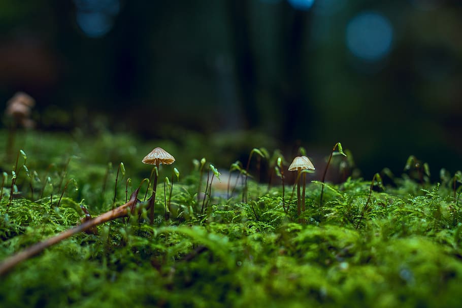 Close-Up Photo of Fungi, 4k wallpaper, blur, botany, depth of field