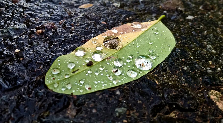 germany, frankfurt, leaf, plant part, drop, wet, water, nature HD wallpaper