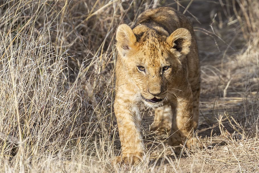 cub walking, lion, wildlife, animal, mammal, cheetah, lynx, ground HD wallpaper
