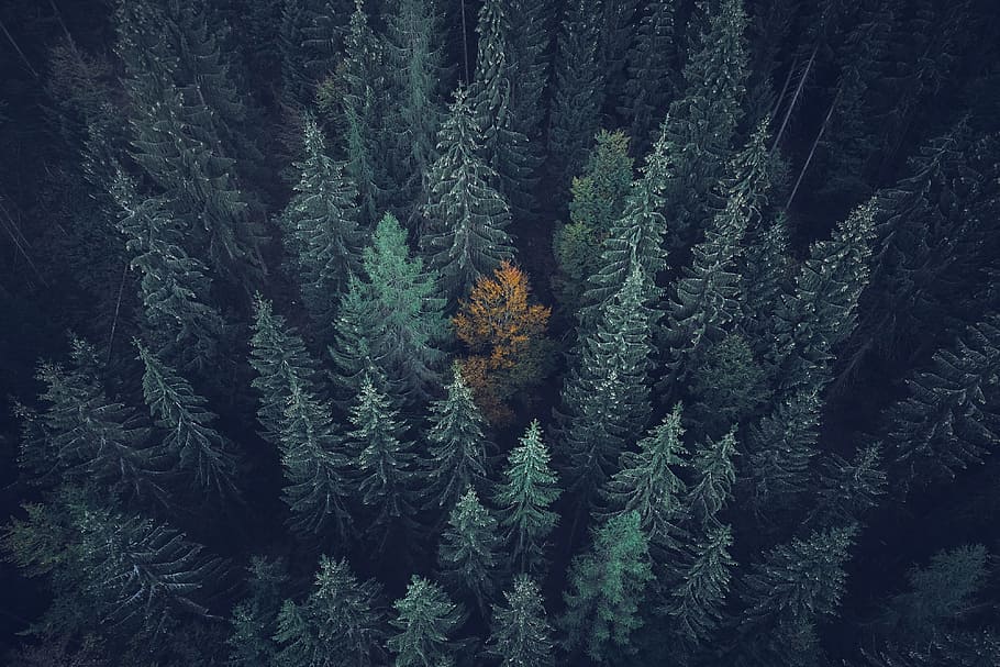 aerial view of green trees, drone view, forest, woodland, autumn HD wallpaper
