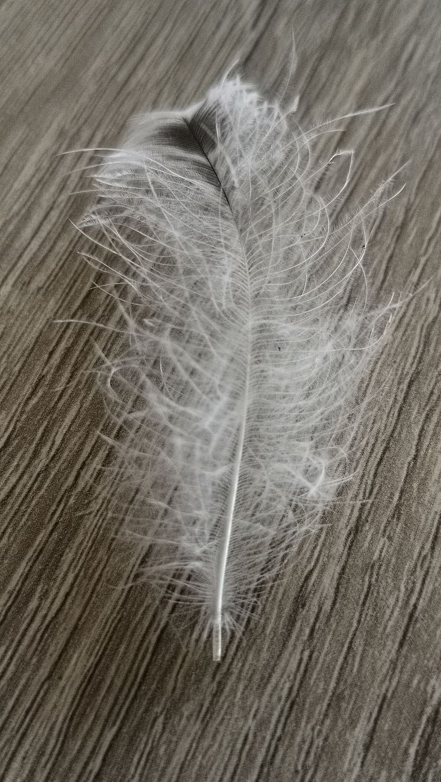pen, down, white, wood, feather, close-up, no people, fragility HD wallpaper